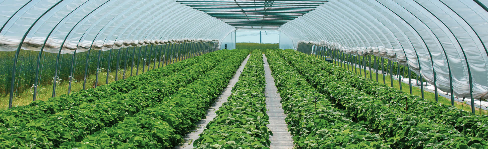 Erbeeren im Folientunnel