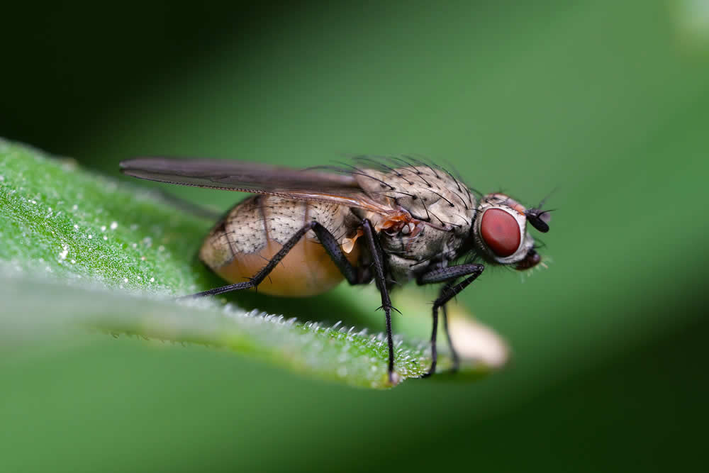 Delia antiqua Adult