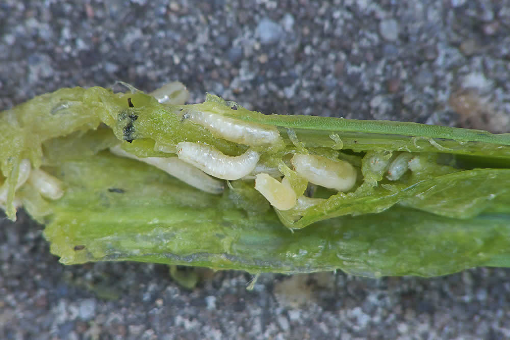 Delia antiqua Adult