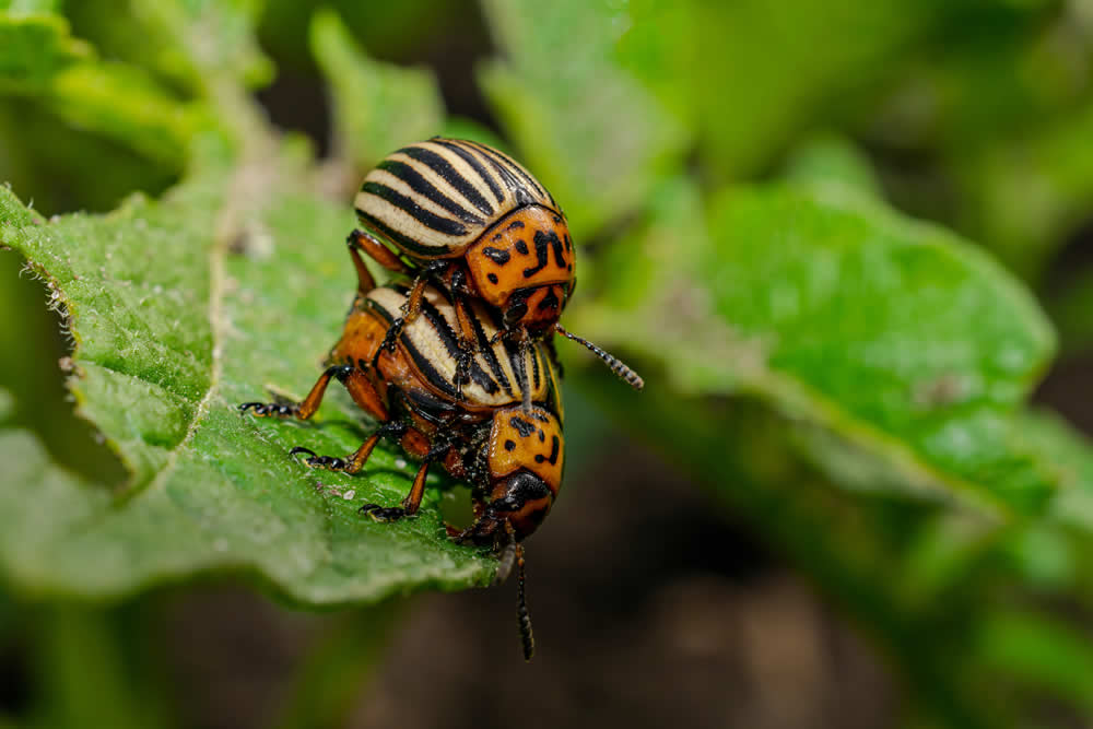 Leptinotarsa Adulte
