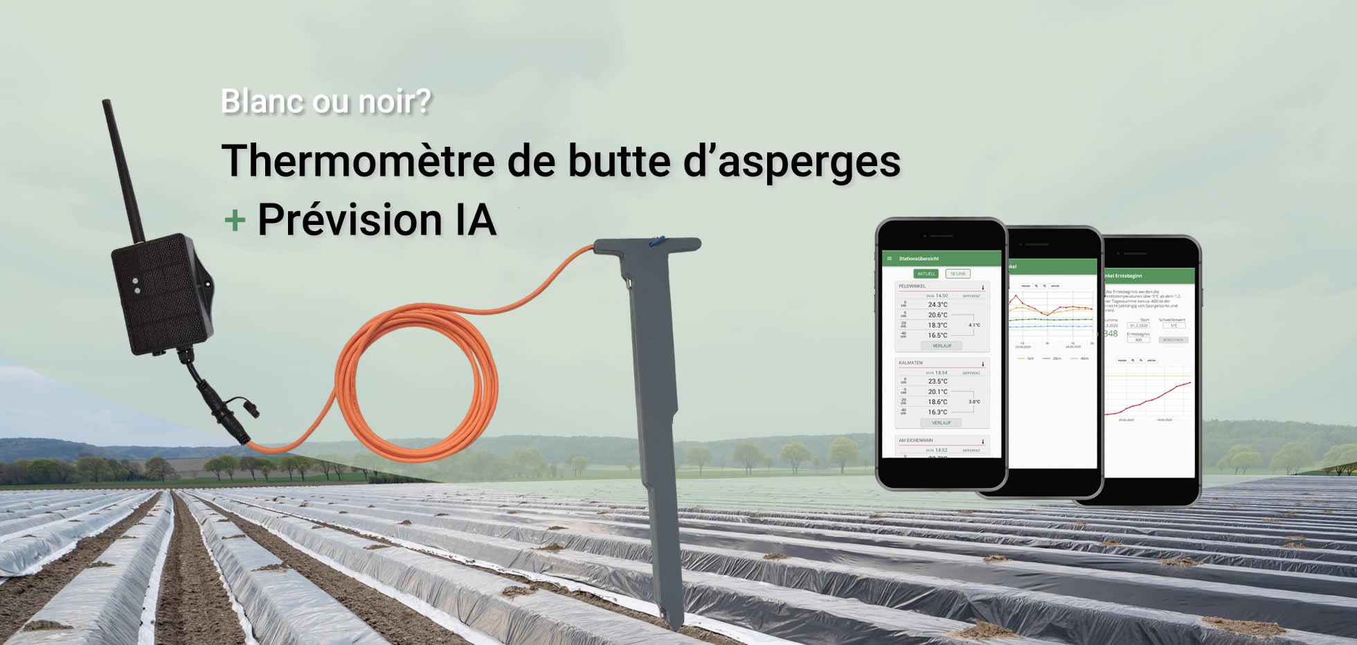 Blanc ou noir ? Thermomètre de butte d’asperges avec prévision IA